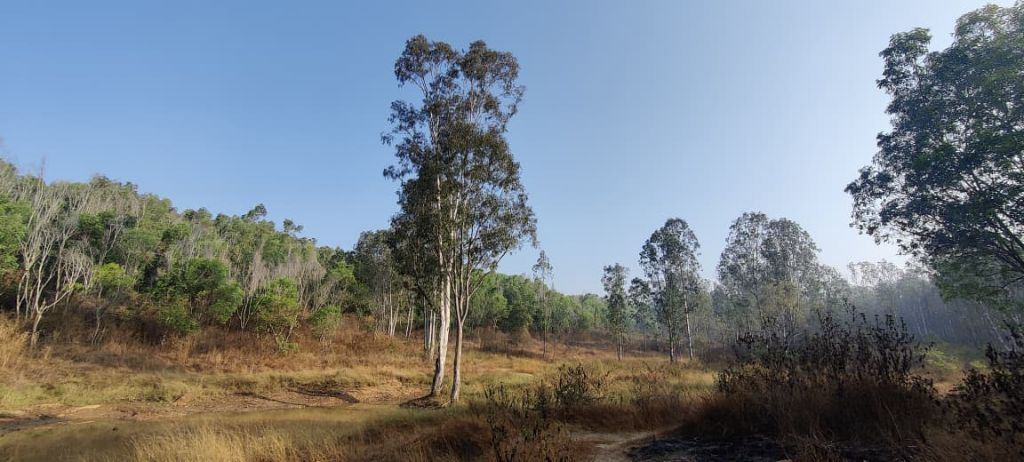 Nature view