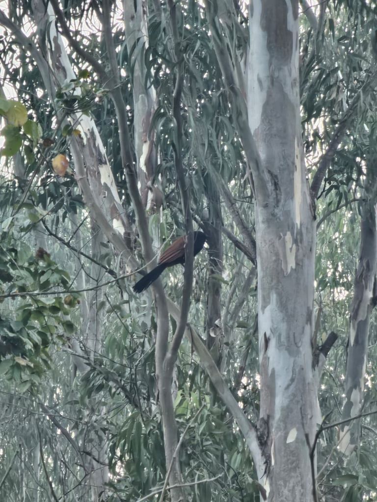 Bird in forest