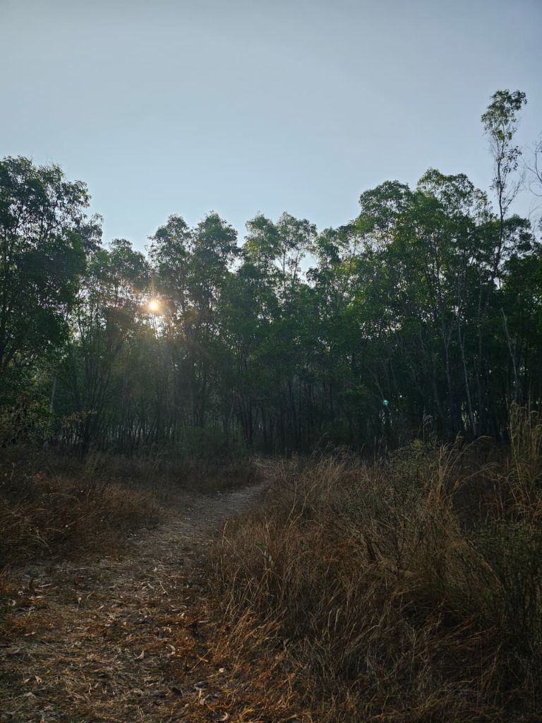 Forest path