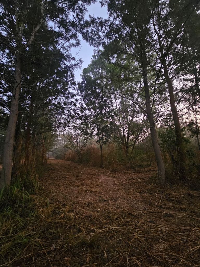 Forest morning