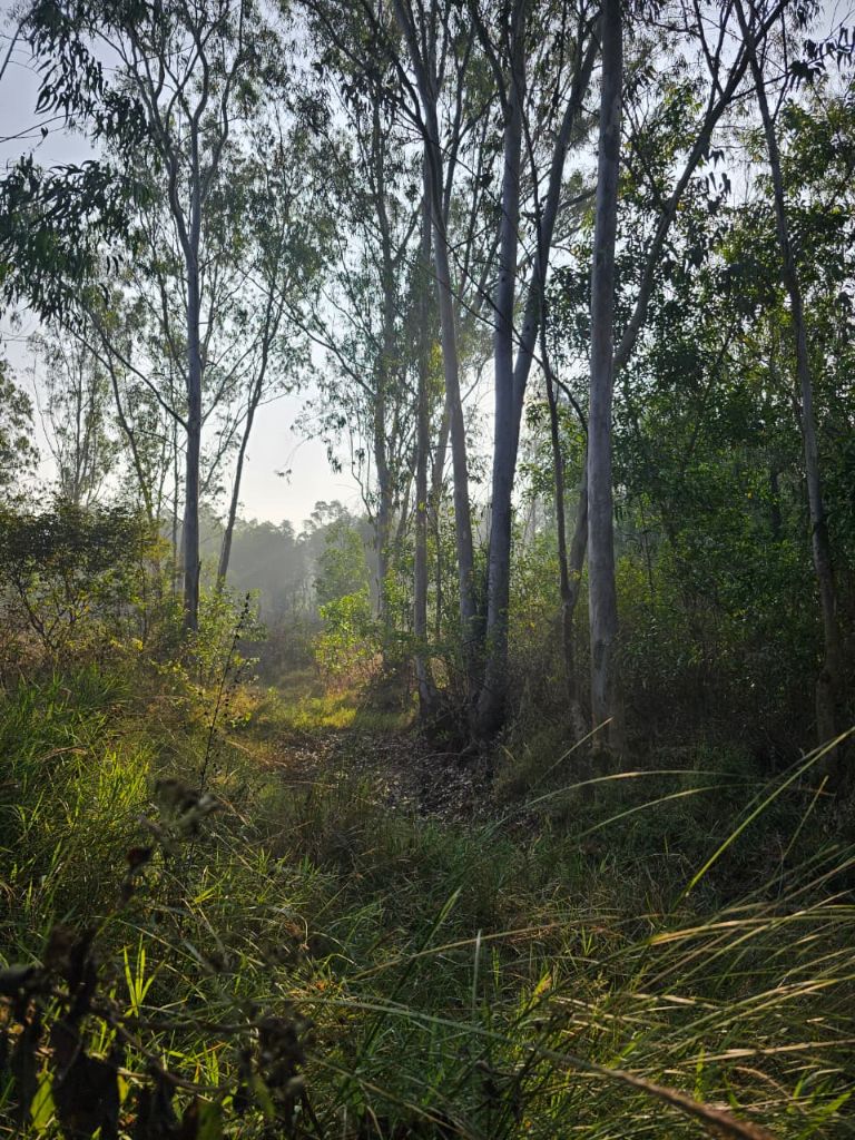 Misty forest